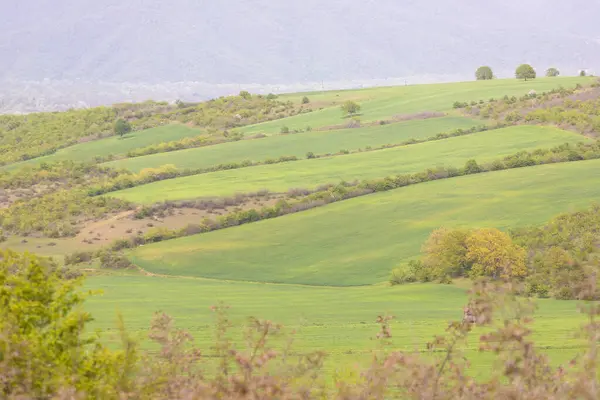 Green Field Trees Ismayilli Region Azerbaijan — Fotografia de Stock