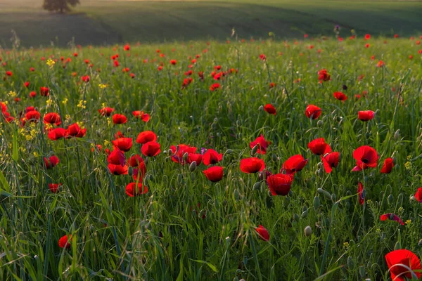 Beautiful Poppy Field Spring Azerbaijan — Stock Photo, Image