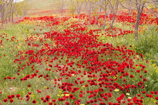 Весною Гарне Макове Поле Азербайджан — стокове фото