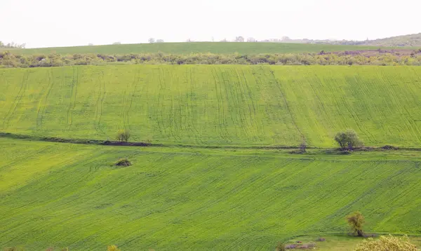 Ağaçlı Yeşil Alan Ismayilli Bölgesi Azerbaycan — Stok fotoğraf