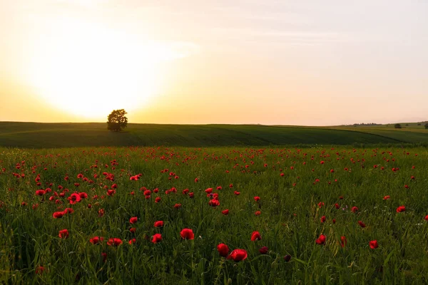 Макове Поле Заході Сонця Іванівка Азербайджану — стокове фото