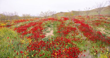 Baharda çok güzel haşhaş tarlası. Azerbaycan.