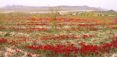 Baharda çok güzel haşhaş tarlası. Azerbaycan.