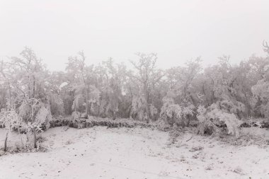 Ormandaki ağaçlar beyaz karla kaplı..