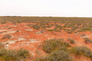 Ovadaki güzel kırmızı çimenler. Shirvan Ulusal Bankası. Azerbaycan.