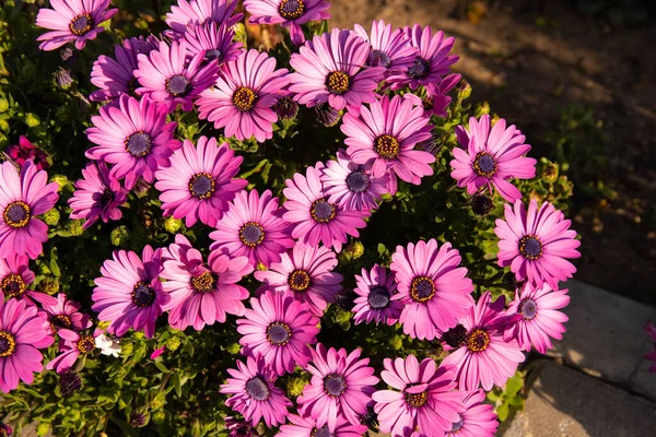 Beautiful purple flowers of the river daisy.