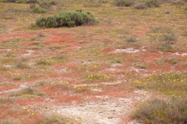 Kırmızı çimenlikteki sarı karahindibalar. Shirvan Ulusal Bankası. Azerbaycan.