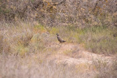 Güzel siyah benekli sülün. Shirvan rezervi. Azerbaycan.