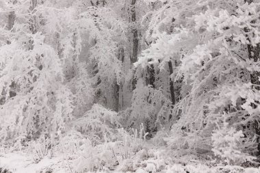 Ormandaki ağaçlar beyaz karla kaplı..