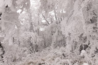 Ormandaki ağaçlar beyaz karla kaplı..
