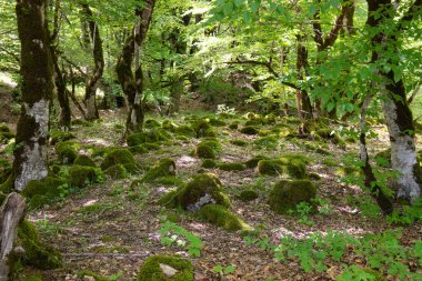 Yeşil bir ormanda yosunla kaplanmış taşlar. Shemakha. Azerbaycan.