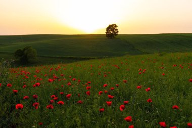 Gün batımında haşhaş tarlası. İvanovka. Azerbaycan.