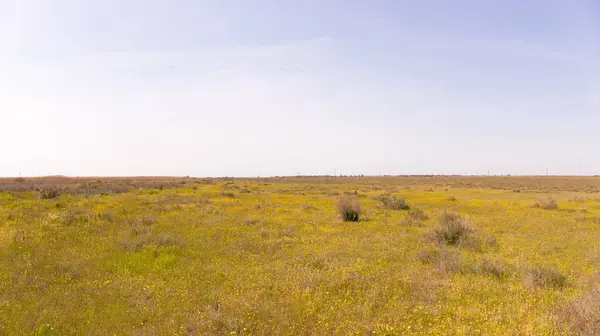 Geniş sarı kolza tohumu tarlası. Azerbaycan.