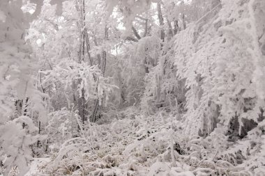 Ormandaki ağaçlar beyaz karla kaplı..
