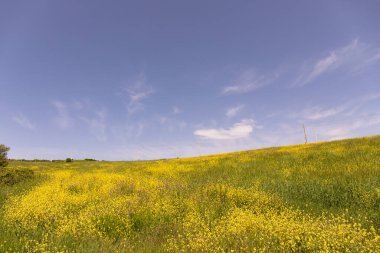 Geniş sarı kolza tohumu tarlası. Azerbaycan.