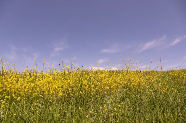 Geniş sarı kolza tohumu tarlası. Azerbaycan.