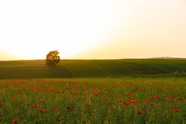 Gün batımında haşhaş tarlası. İvanovka. Azerbaycan.