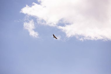 Kartal avını gökyüzünde takip ediyor..