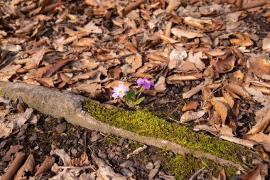 Sonbahar ormanında mavi menekşe. Azerbaycan.