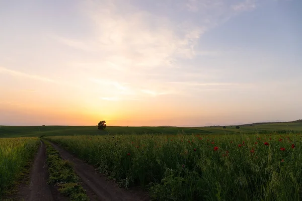 Gün batımında haşhaş tarlası. İvanovka. Azerbaycan.
