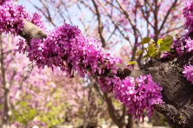 Kızıl Avrupa 'nın güzel çiçekli bir ağacı. Bakü. Azerbaycan.