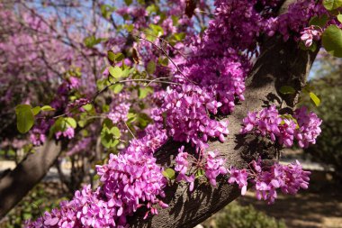 Kızıl Avrupa 'nın güzel çiçekli bir ağacı. Bakü. Azerbaycan.