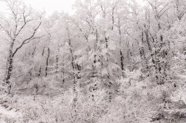 Ormandaki ağaçlar beyaz karla kaplı..