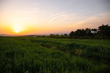 Gün batımında çimenli kanola çiçekleri.