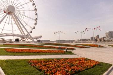 Bakü. Azerbaycan. 04.26.2021. Dönme dolabın yanındaki bulvarda portakal çiçekleri..