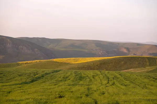 Sarı kolza tohumu çiçekli yeşil tarla. Shamakhi bölgesi. Azerbaycan.