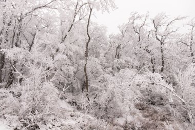 Ormandaki ağaçlar beyaz karla kaplı..