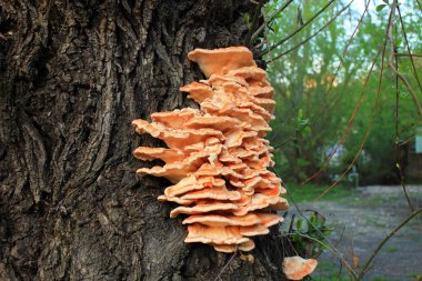 Ağaçta bir sürü sarı mantar var..