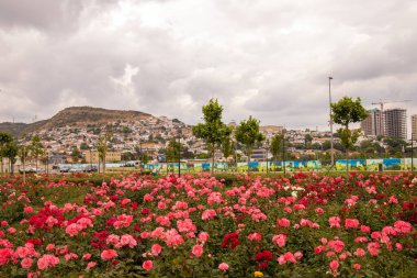 Bakü. Azerbaycan. 05.27.2021. Bailovo bölgesindeki bulvarda kırmızı güller.