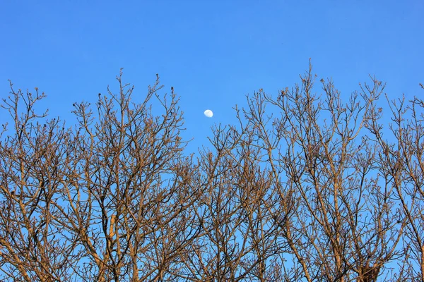 Blue sky with moon and tree branches.