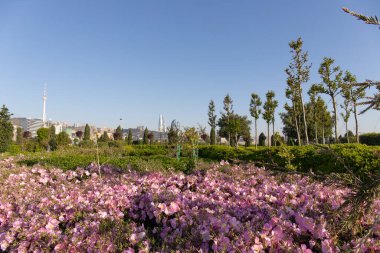 Dört kanatlı akşam çiçeğinin güzel çiçekleri. Bakü Bulvarı.