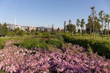 Dört kanatlı çiçekli güzel bir akşam çiçeği..