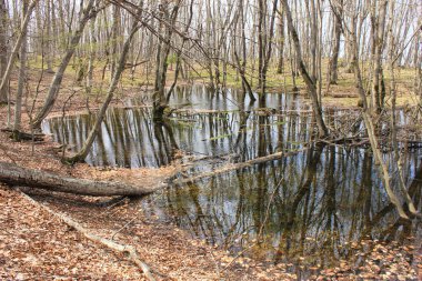 Ormandaki küçük göl. Khizi. Azerbaycan.