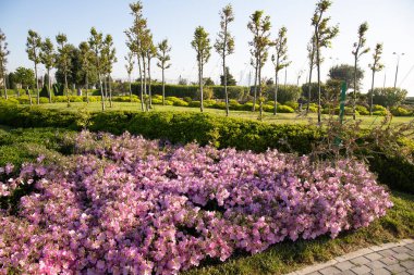 Dört kanatlı çiçekli güzel bir akşam çiçeği..