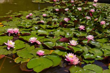 Botanik bahçesindeki havuzda nilüferler.