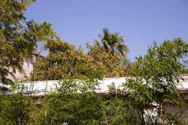 Ağaçta sarı olgun bir mantık. Bakü. Azerbaycan.