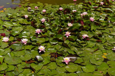 Botanik bahçesindeki havuzda nilüferler.