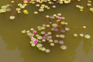 Water lilies in the pool of the botanical garden.