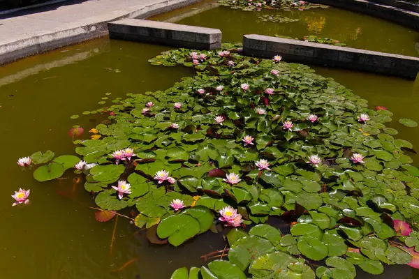 Water lilies in the pool of the botanical garden.