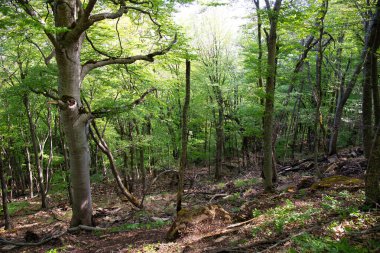 Güzel yeşil bahar ormanı. Khizi. Azerbaycan.