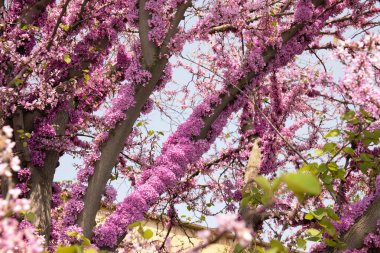 Kızıl Avrupa 'nın güzel çiçekli bir ağacı. Bakü. Azerbaycan.