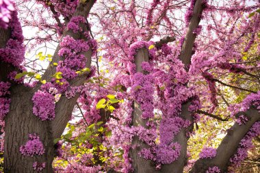 Kızıl Avrupa 'nın güzel çiçekli bir ağacı. Bakü. Azerbaycan.