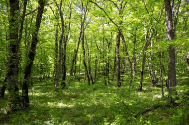Güzel yeşil bahar ormanı. Khizi. Azerbaycan.