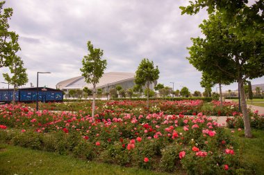 Bakü. Azerbaycan. 05.27.2021. Su sporları sarayında güzel güller.