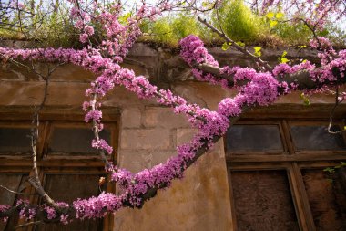 Kızıl Avrupa 'nın güzel çiçekli bir ağacı. Bakü. Azerbaycan.