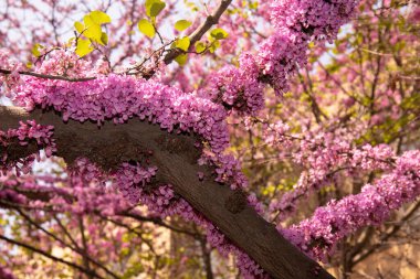 Kızıl Avrupa 'nın güzel çiçekli bir ağacı. Bakü. Azerbaycan.